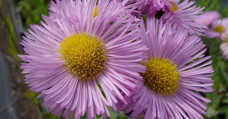 Erigeron 'Rosa Juwel'